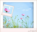 cosmos