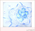 blue hydrangea